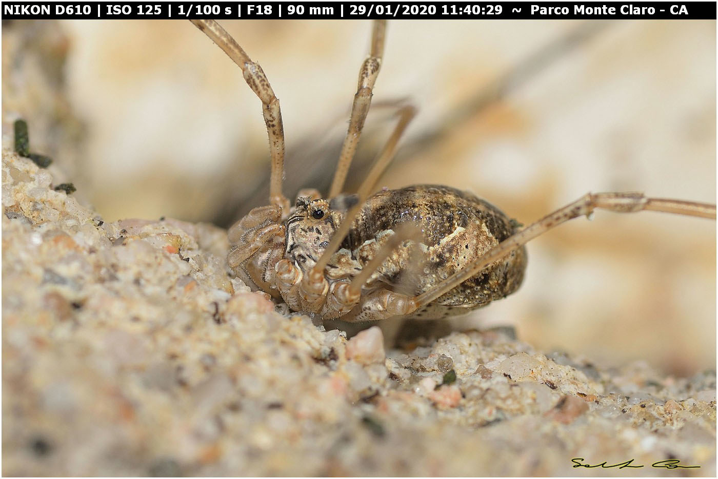 Dasylobus argentatus argentatus - Phalangiidae